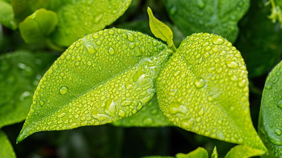 Veelbelovende microgels van plantaardige eiwitten