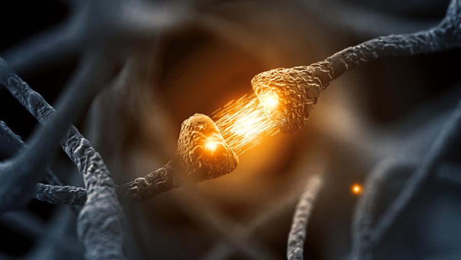 Neurodégénérescence : une protéine clé (Eif5a) impliquée dans le maintien des prolongements nerveux