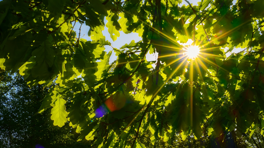 11 conseils pour prémunir le jardin contre la sécheresse